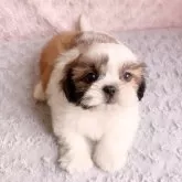シーズー