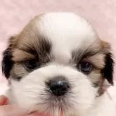 シーズー