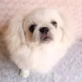 ペキニーズ
