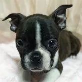 ボストンテリア