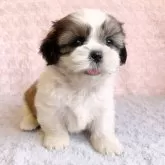 シーズー