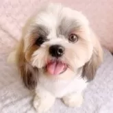 シーズー