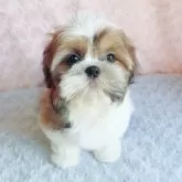 シーズー