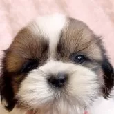 シーズー