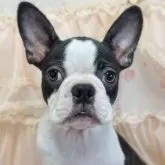 ボストンテリア
