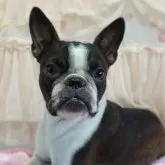 ボストンテリア【埼玉県・女の子・2024年12月15日・ボストンカラー】の写真1