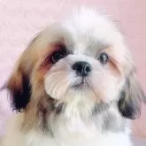 シーズー