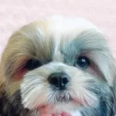 シーズー