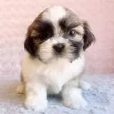 シーズー