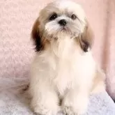 シーズー