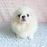 ペキニーズ