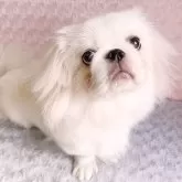 ペキニーズ
