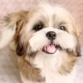 シーズー