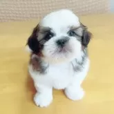 シーズー