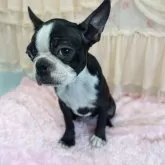 ボストンテリア【埼玉県・女の子・2025年6月7日・ボストンカラー】の写真4