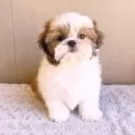 シーズー【埼玉県・女の子・2025年7月27日・ゴールド&ホワイト】の写真3