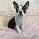 ボストンテリア【埼玉県・女の子・2025年6月7日・ボストンカラー】の写真3