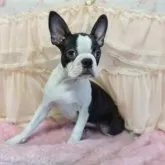 ボストンテリア【埼玉県・女の子・2025年6月7日・ボストンカラー】の写真4