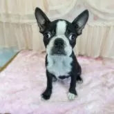 ボストンテリア【埼玉県・女の子・2025年6月7日・ボストンカラー】の写真5