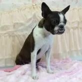 ボストンテリア【埼玉県・女の子・2024年12月15日・ボストンカラー】の写真5