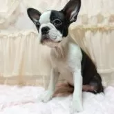 ボストンテリア【埼玉県・女の子・2025年6月7日・ボストンカラー】の写真5