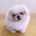 ペキニーズ【埼玉県・女の子・2025年10月3日・ホワイト&クリーム】の写真12