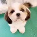 シーズー【埼玉県・男の子・2025年2月28日・ゴールド&ホワイト】の写真9