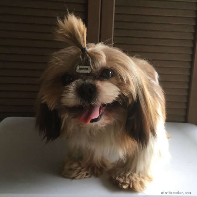 シーズー【・男の子・2013年5月24日・ゴールド&amp;ホワイト】