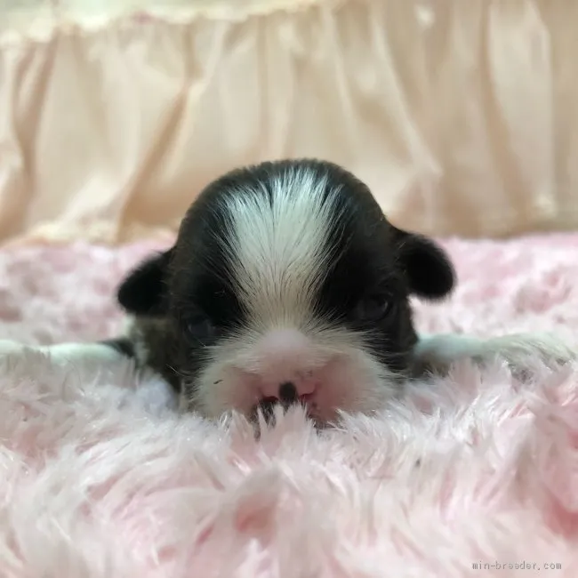 ID：2006-01806の子犬