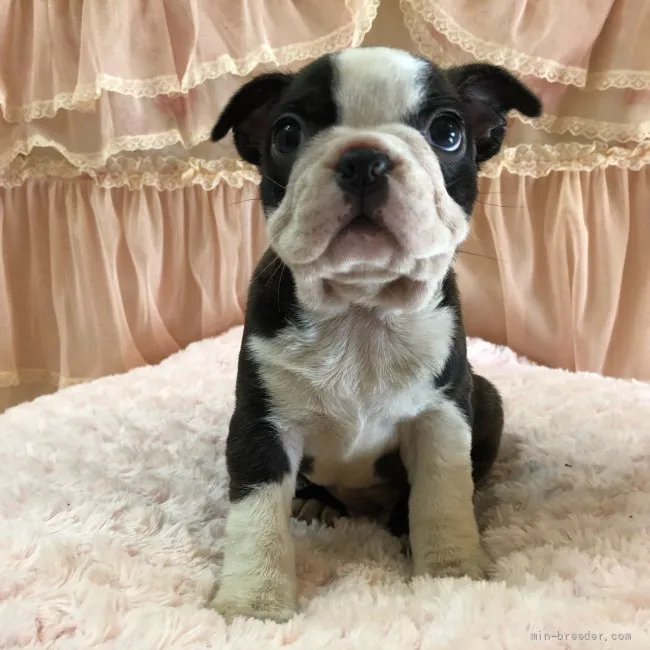 ID：2111-03559の子犬
