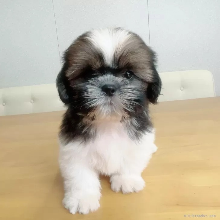 ID：2407-04213の子犬
