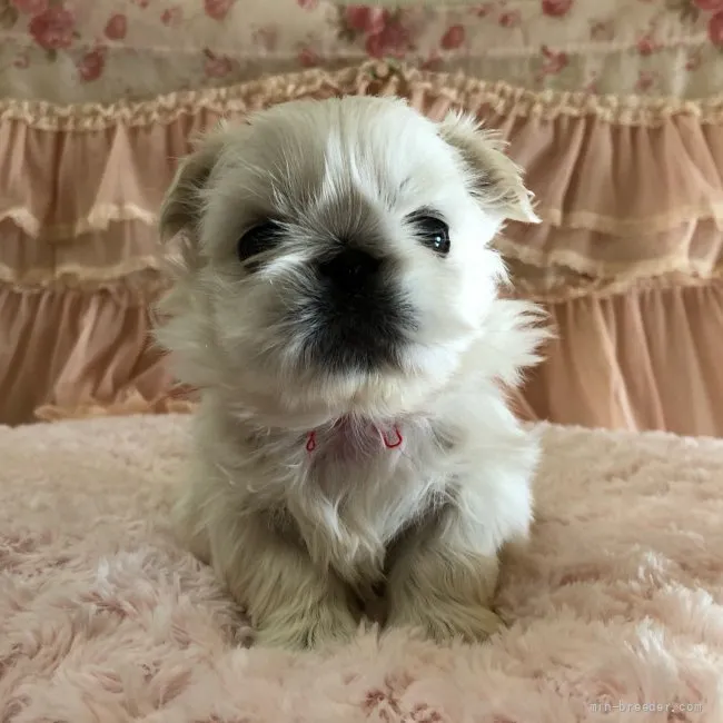 ID：2112-02265の子犬
