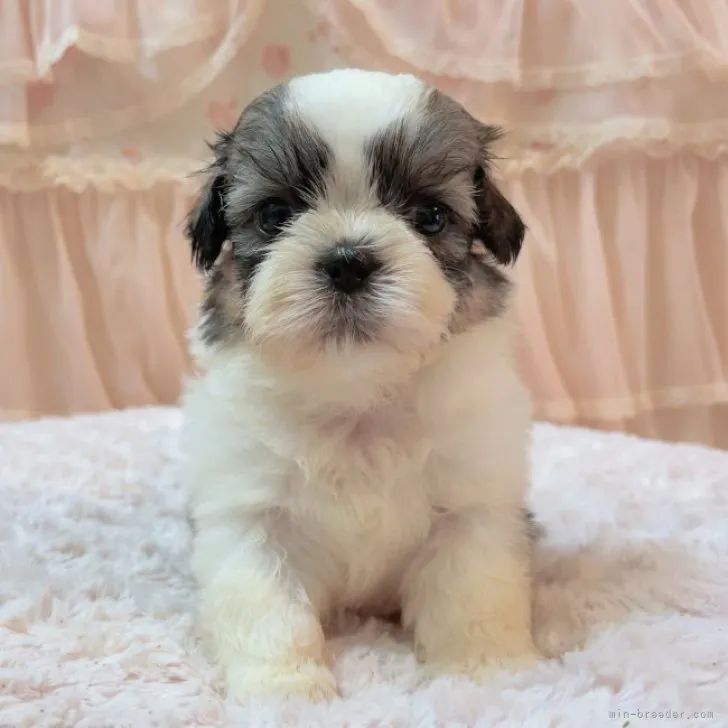 ぷっぷ 様のお迎えした子犬