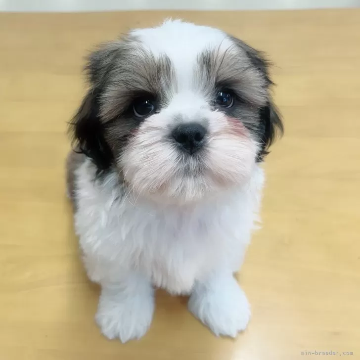 ID:2407-06262の子犬