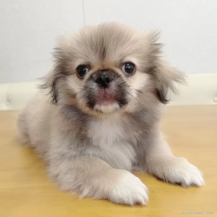ID：2407-01698の子犬