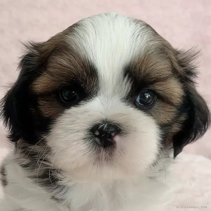 ID:2407-06264の子犬