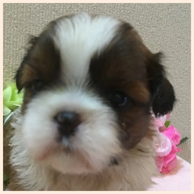 ID：1610-00877の子犬