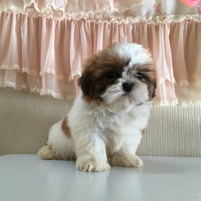 ID：1810-01009の子犬