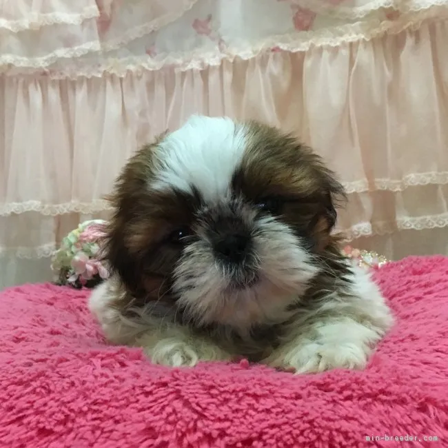 ID:1810-01401の子犬