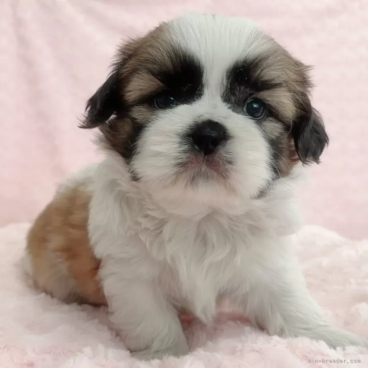 ID:2408-03602の子犬