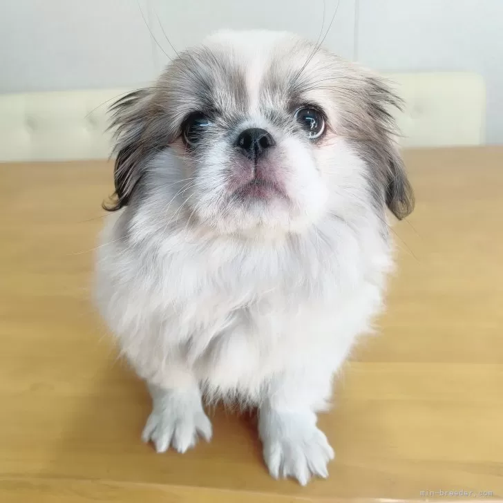 ID：2406-01608の子犬