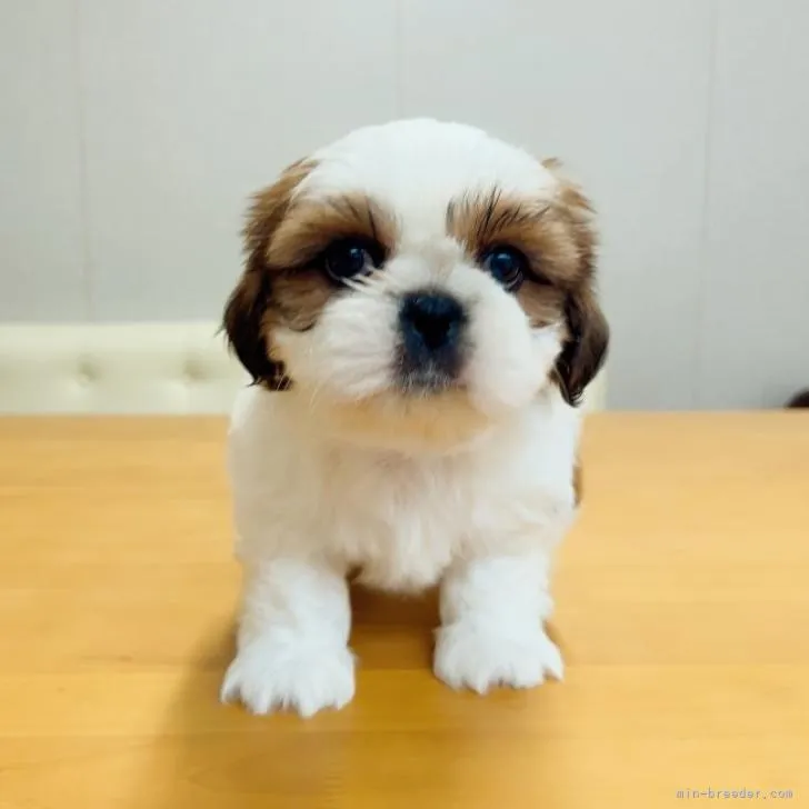 ID：2210-03596の子犬