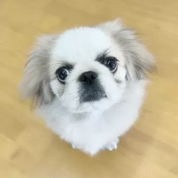 379可愛いシュタイフのワンちゃんペキニーズ？チン？シーズ？ 379可愛いシュタイフのワンちゃんペキニーズ？チン？シーズ