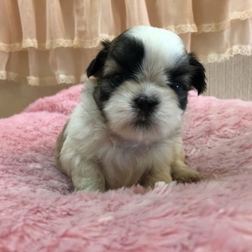 シーズー【埼玉県・女の子・2021年7月19日・ゴールド&ホワイト】の写真「次女ちゃん♡」