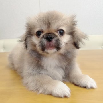 ペキニーズ【埼玉県・男の子・2024年6月20日・フォーン】の写真「次男くん♡見学と同時にお迎えできます。」