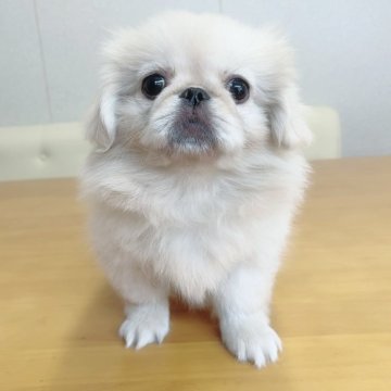 ペキニーズ【埼玉県・女の子・2024年6月20日・ホワイト&クリーム】の写真「三女ちゃん♡見学と同時にお迎えできます。」