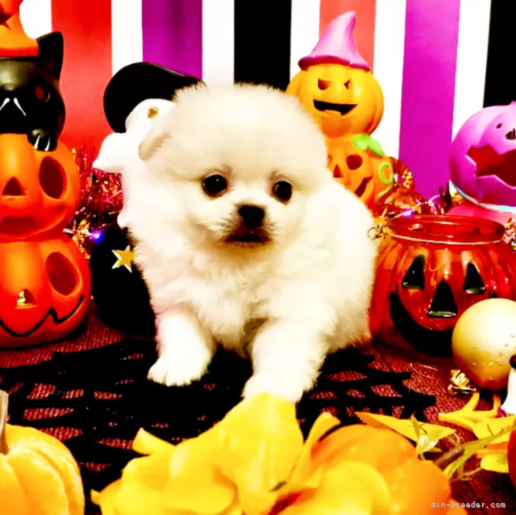 ID：2509-04111の子犬