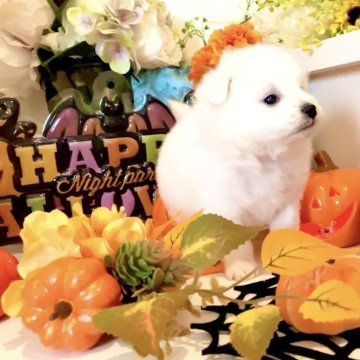 ミックス(ポメラニアン×ビションフリーゼ)【北海道・男の子・2025年9月7日・ホワイト】の写真「　」