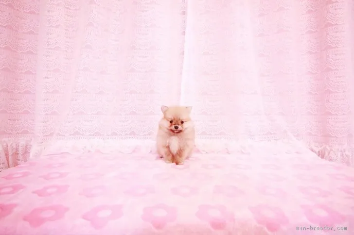 ID:1712-00464の子犬