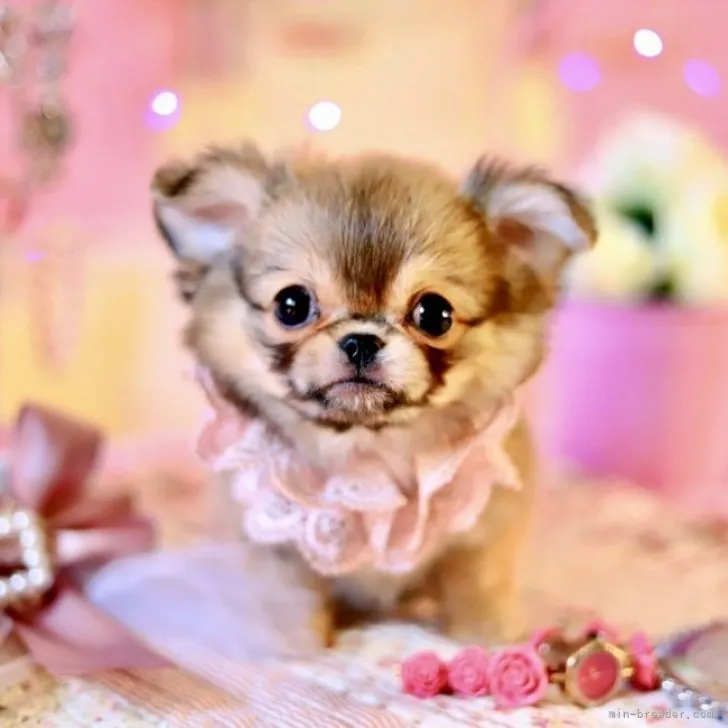 ID:2010-01946の子犬